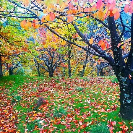 Albareilla By #Cherrygredos El Arenal  Luaran gambar