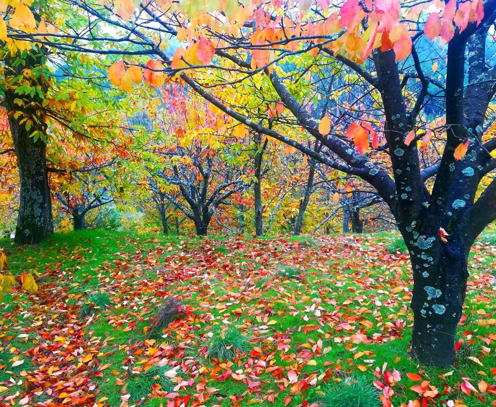 Albareilla By #Cherrygredos El Arenal  Luaran gambar