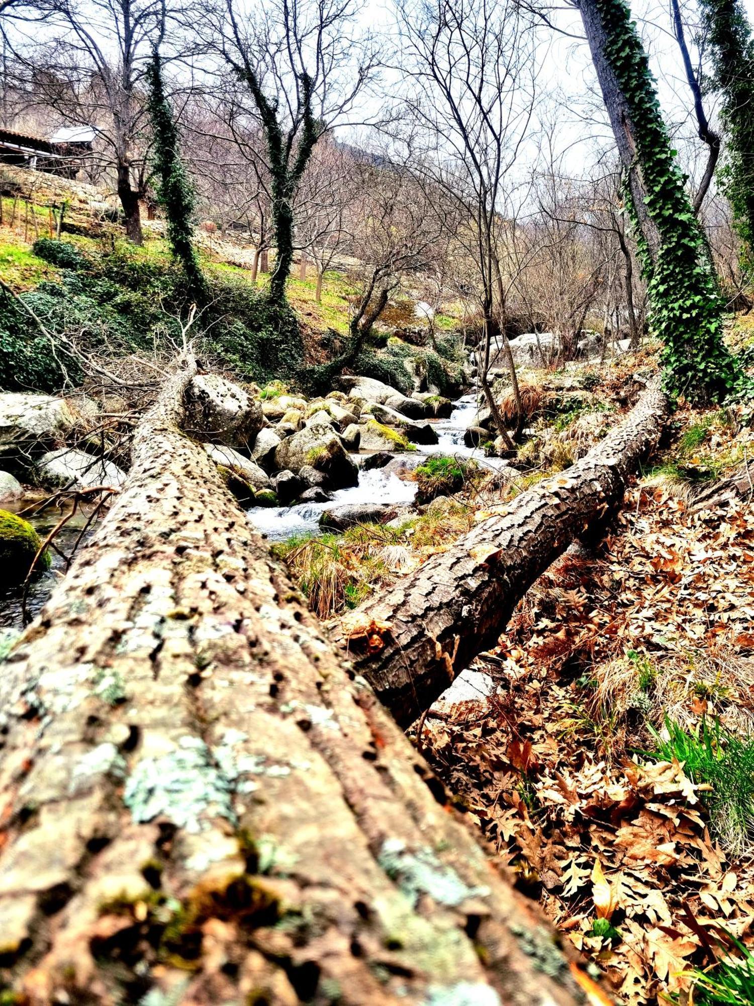 Albareilla By #Cherrygredos El Arenal  Luaran gambar