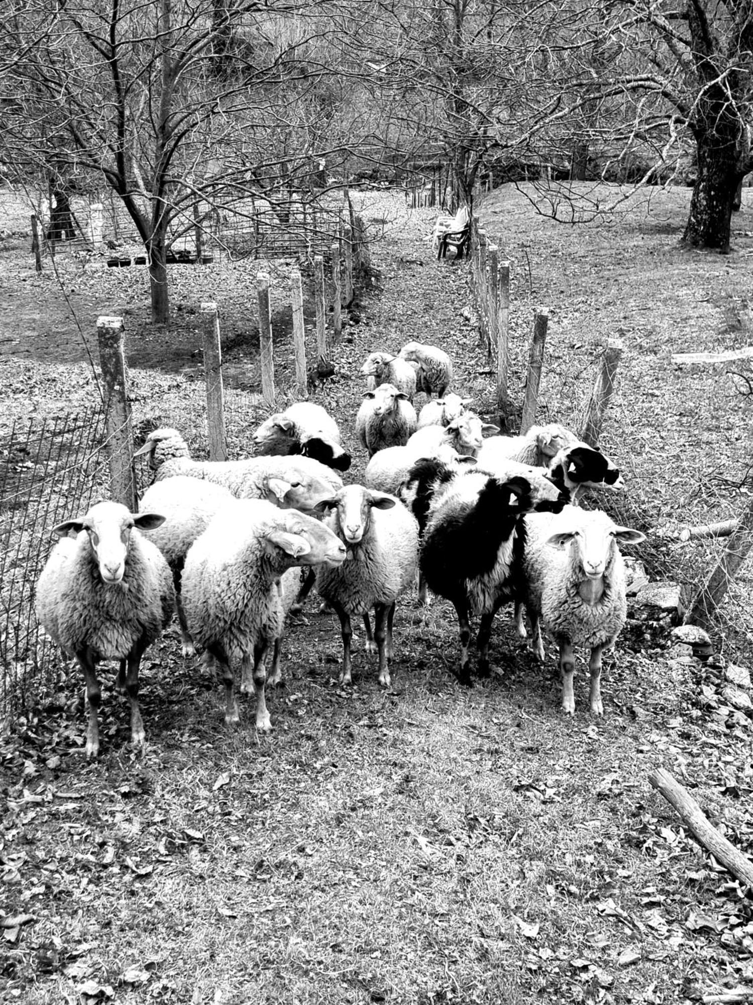 Albareilla By #Cherrygredos El Arenal  Luaran gambar
